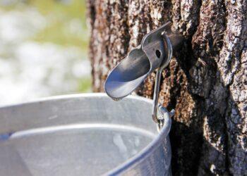 Prasideda sulos leidimo metas: ką svarbu žinoti? | aad.lrv.lt nuotr.