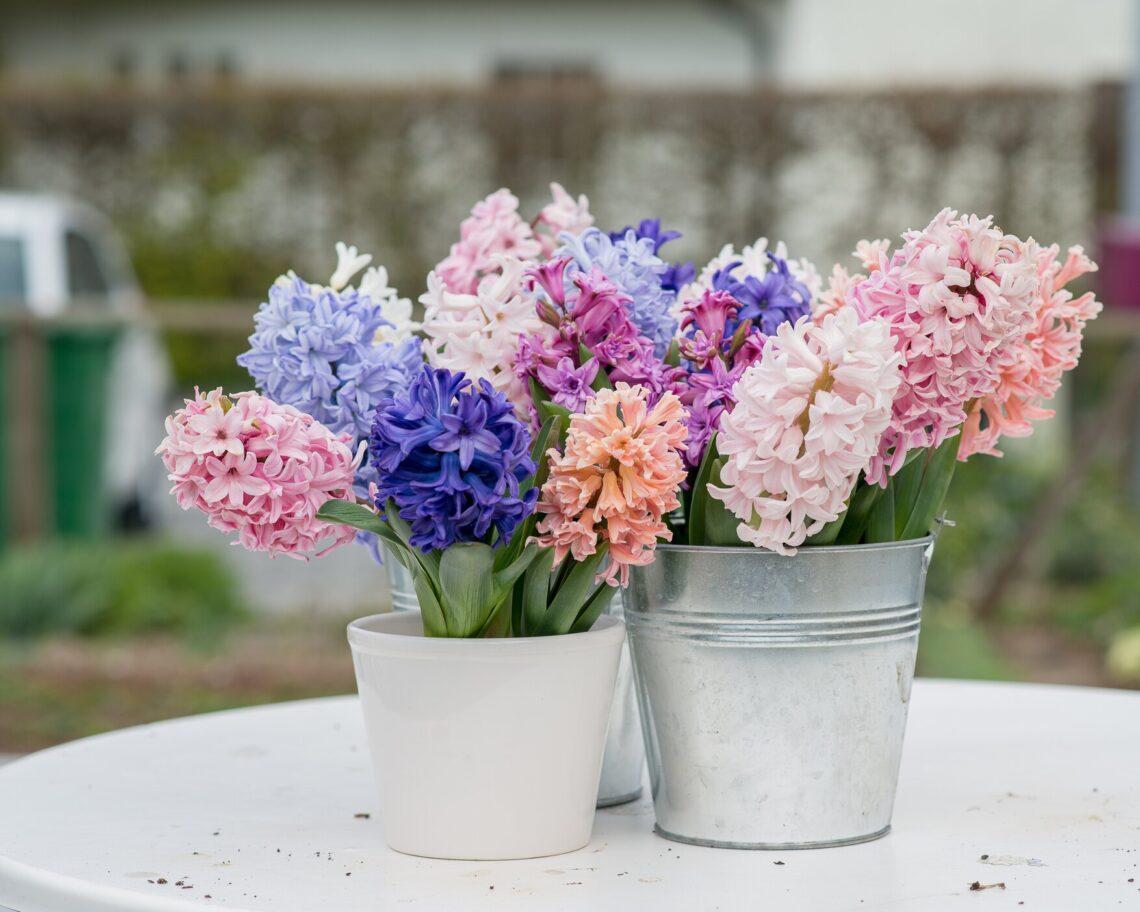 Hiacintai | rimibaltic.com nuotr.