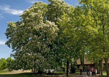 Prasideda 2024 metų medžių eurovizija: padėkite Lietuvos atstovui nugalėti | am.lrv.lt nuotr.