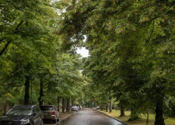 Medžiai | vilnius.lt nuotr.