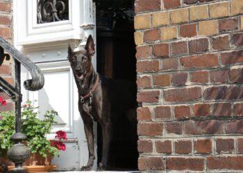 Šuo | pixabay.com, Die site design nuotr.