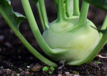 Kaliaropė | pixabay.com, Ulleo nuotr.