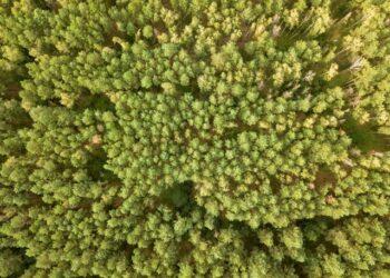 Miškas | mokslolietuva.lt nuotr.