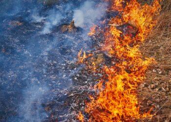 Žolės deginimo prevencija: ką svarbu padaryti šiandien? | aad.lrv.lt nuotr.