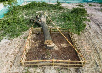 Nukirstas ąžuolas | S. Žiūros nuotr.