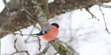 Pasaulinė paukščių diena: pasirūpinkime paukščiais šalia savo namų