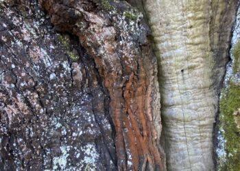 Senoliui Stelmužės ąžuolui teiks pagalbą | Aukštaitijos saugomų teritorijų direkcijos nuotr.