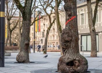 Liepos Laisvės alėjoje | kaunas.lt nuotr.