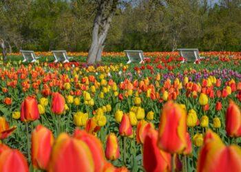 Burbiškio dvaras 23-ąjį kartą švęs tulpių žydėjimą | L. Prascevičiūtės nuotr.