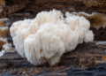 Liūto karčiai (Lion’s Mane, moksl. Hericium erinaceus grybai) | freepik.com nuotr.