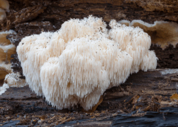 Liūto karčiai (Lion’s Mane, moksl. Hericium erinaceus grybai) | freepik.com nuotr.