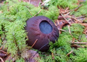 Paprastieji taukiai (Sarcosoma globosum) | D. Norkūnienės nuotr.