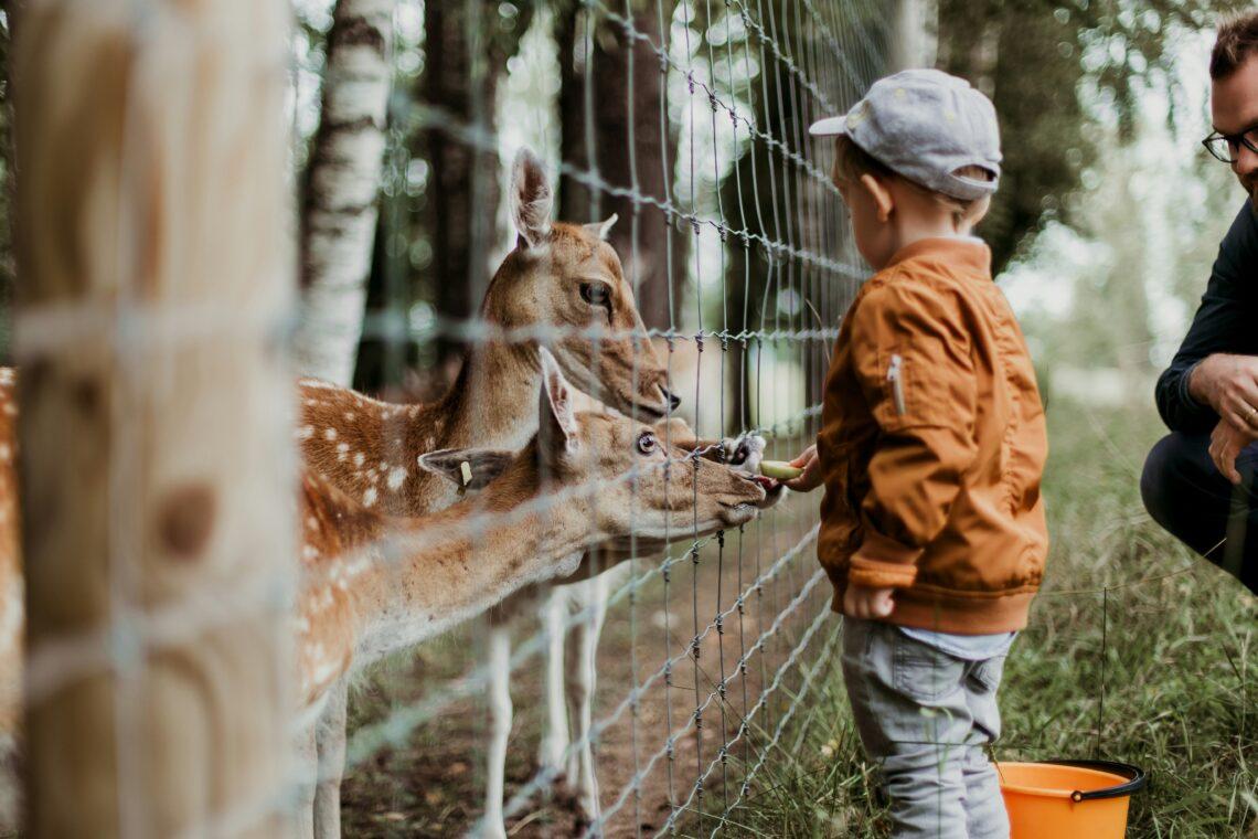 Zoologijos sodas | unsplash.com, D. Ellaby nuotr.