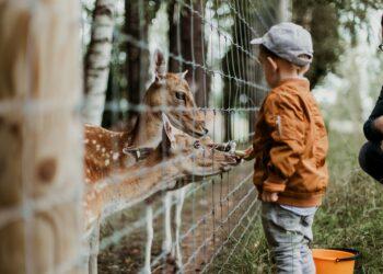 Zoologijos sodas | unsplash.com, D. Ellaby nuotr.