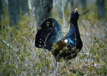 Kurtinys | E. Drobelio nuotr.