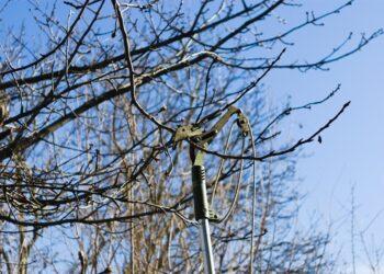 Prasideda genėjimo laikas: ką reikia žinoti gyventojams? | am.lrv.lt nuotr.