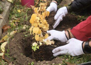Sodinukai | vilnius.lt nuotr.