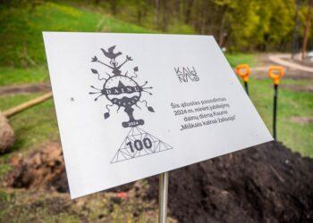 Greta naujai pasodintų ąžuolų puikuojasi informacinės lentelės | kaunas.lt nuotr.