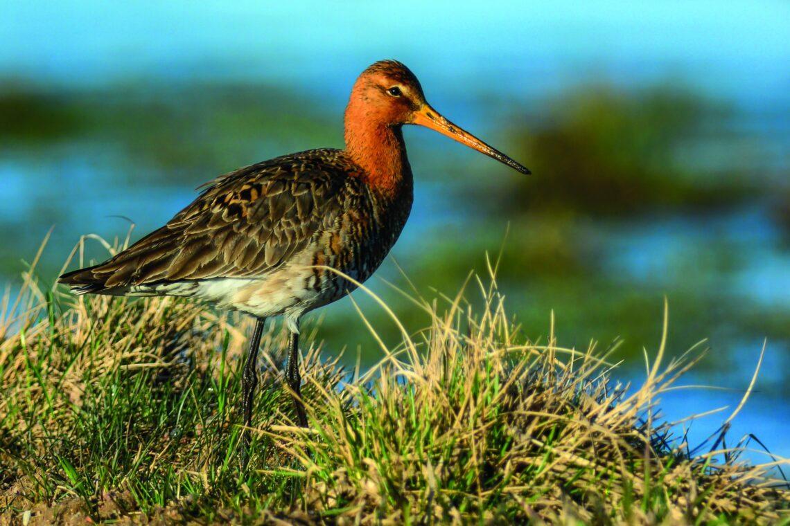 Griciukas | leidinio „Lietuvos saugomos teritorijos" nuotr.