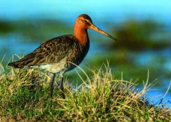 Griciukas | leidinio „Lietuvos saugomos teritorijos" nuotr.