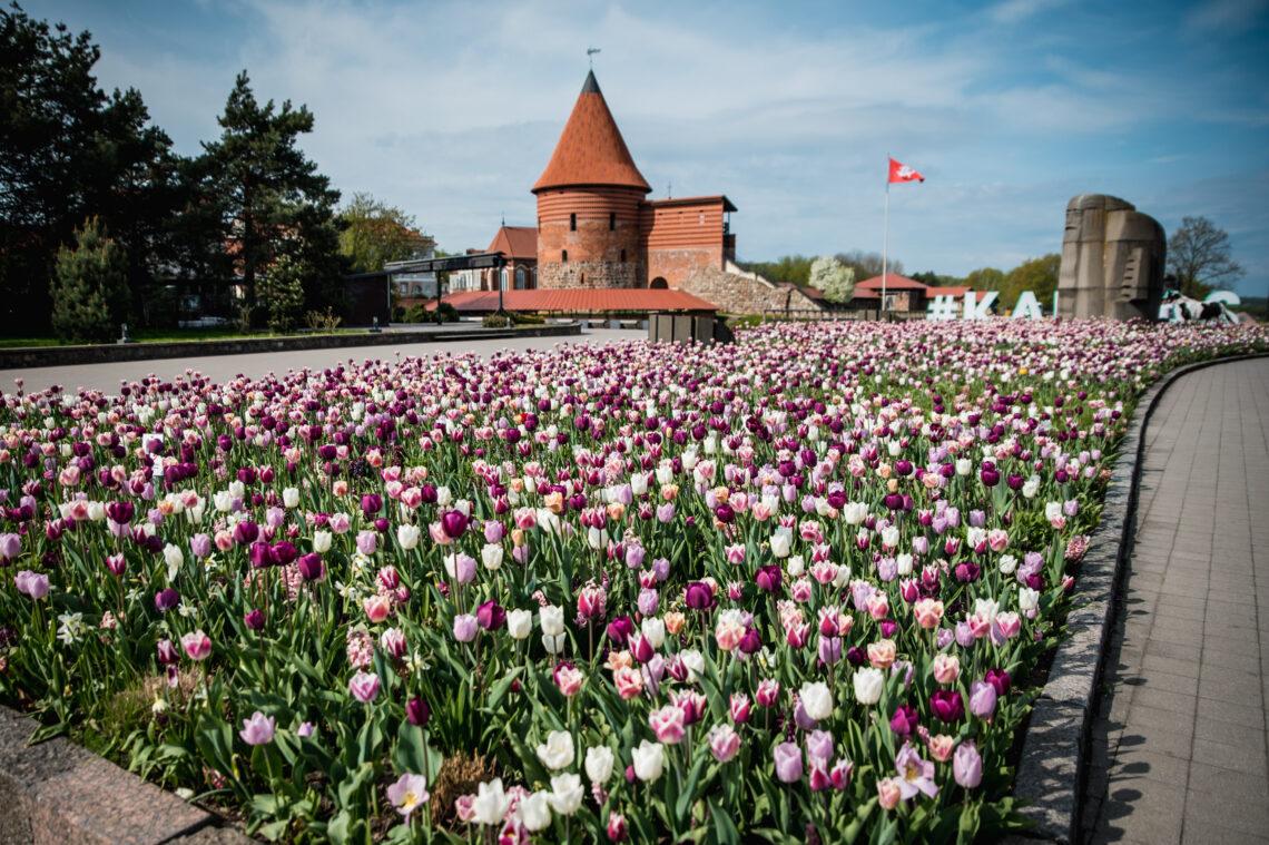 Kauno gėlynai | kaunas.lt nuotr.