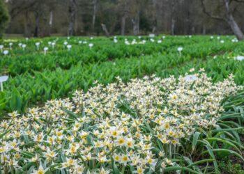 Burbiškio dvare skleidžiasi pirmieji tulpių žiedai | L. Prascevičiūtės nuotr.