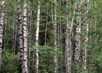 Kviečiama išsakyti nuomonę dėl siūlomų Miško kirtimų taisyklių pakeitimų | am.lrv.lt nuotr.