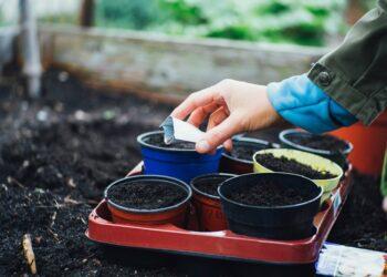 Sėjimas | Unsplash nuotr.