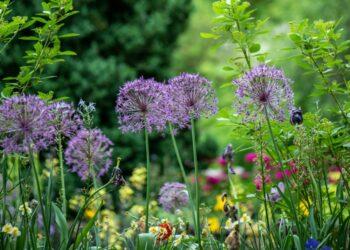 Gėlių darželis | unsplash.com, E. Estremera nuotr