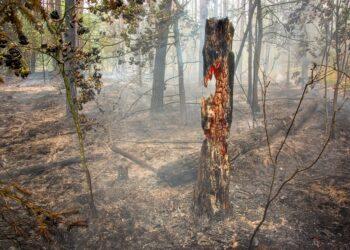 Miško gaisras | am.lrv.lt nuotr.