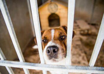 Gyvūnų prieglaudoms – parama saulės ir vėjo elektrinėms įsigyti | LRT nuotr.