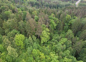 Aukštadvario parkas nustebino dviem naujais atradimais: piliakalniu ir pilkapiu | vstt.lrv.lt nuotr.