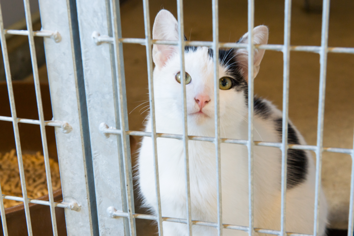 Gyvūnų prieglauda | enmin.lrv.lt nuotr.