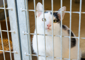 Gyvūnų prieglauda | enmin.lrv.lt nuotr.