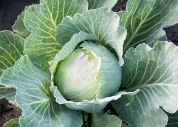 Kopūstas | pixabay.com, ssxss nuotr.