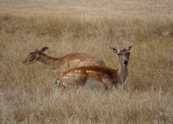 Stirnos | pixabay.com, SjoukjeK1976 nuotr.