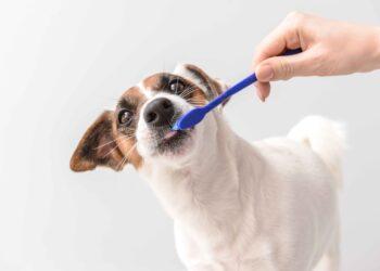 Šunų dantų priežiūra | expertmedia.lt nuotr.