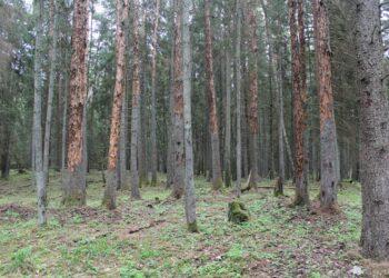 Spygliuočių miškas | am.lrv.lt nuotr.