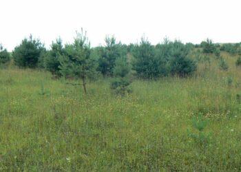 Bus teikiama finansinė paskata medžiams savaiminukams išsaugoti | am.lrv.lt nuotr.