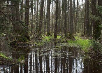 Sengirės plotas Balbieriškio miške | Vikipedijos nuotr.
