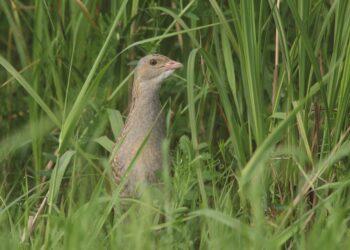Griežlė (lot. Crex crex) | R. Jakaičio nuotr.