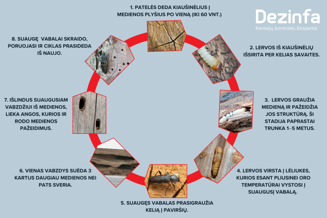 Medienos kenkėjai | .dezinfa.lt nuotr.