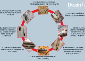 Medienos kenkėjai | .dezinfa.lt nuotr.