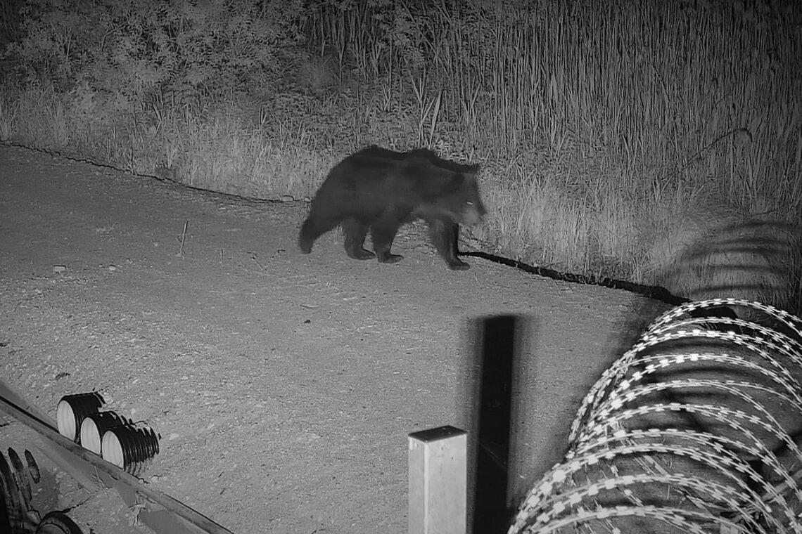 Meška | vsat.lrv.lt nuotr.