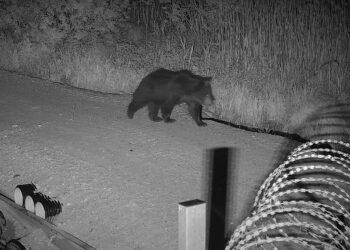 Meška | vsat.lrv.lt nuotr.