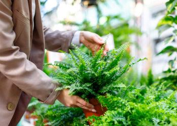 Papartis | iki.lt nuotr.