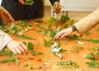 Rengiamos vaistažolių rinkimo varžytuvės Sirvėtos parke | vstt.lrv.lt nuotr.