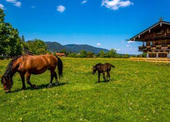 Sodyba | pixabay.com, Stux nuotr.