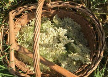 Šeivamedis (lot. Sambucus) | punskas.pl nuotr.