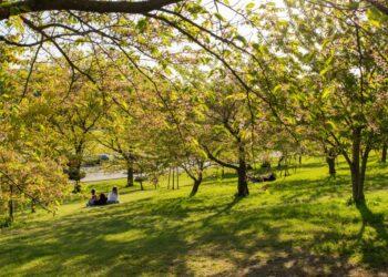 Sakurų parkas | vilnius.lt nuotr.